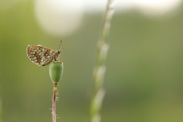una farfalla melitaea al tramonto