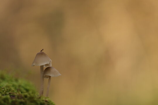 funghi nel bosco in autunno