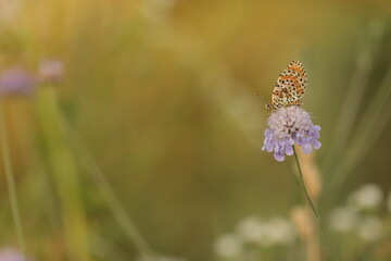 una farfalla melitaea al tramonto