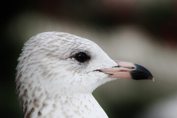 Seagull bird