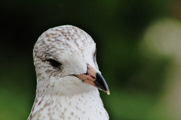 Seagull
