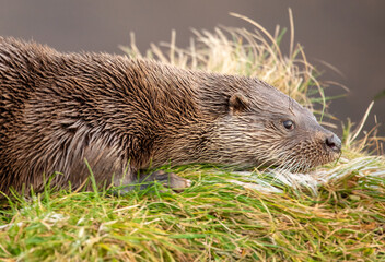 Eurasian Otter (Lutra lutra)