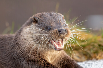 Eurasian Otter (Lutra lutra)