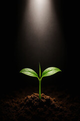 Plants grow from the soil towards the spotlight on a dark background