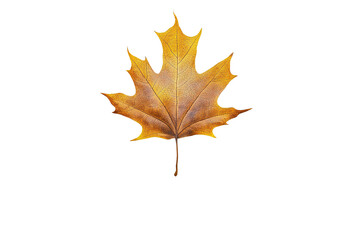 Fototapeta premium Single brown maple leaf with yellow edges is isolated against a transparent background