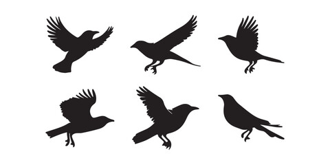 Obraz premium Bird Silhouette Vector Set – Black Bird Clipart Illustrations
