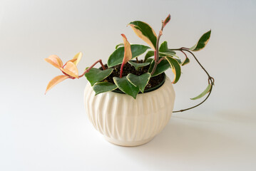 Hoya Carnosa Plant in Ceramic Pot