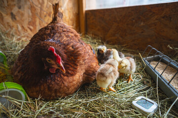 Broody hen cares for and teaches newly hatched chicks to explore the rural landscape, domestic birds.