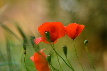 Obraz premium Vibrant red poppies dance in the gentle breeze under a luminous sun in a serene meadow during late spring