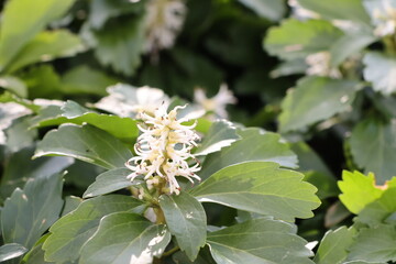 pachysandra flower blossoms resting in the evening sunlight.