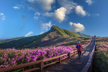 spring view of pink azalea flowers at Hwangmaesan Mountain with the background of mountain range near Hapcheon-gun, South Korea.