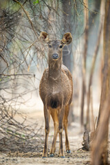 Sambar deer in Forest 