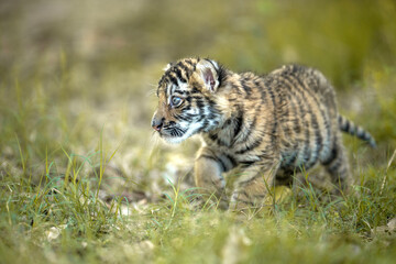 Adorable Tiger Cub in Lush Grassy Environment