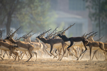 A captivating image of a large herd of blackbuck antelope, running in a group across a sandy plain.