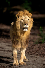 A powerful male lion, showcasing a full mane and a commanding presence, stands on a dirt path.