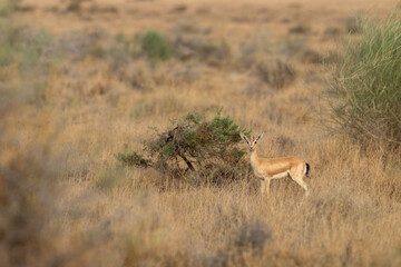 A single gazelle, beautifully detailed, stands in a field of tall, dried golden grass.