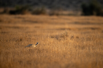 Asian houbara Bustard  Camouflaged in a Golden Savanna.