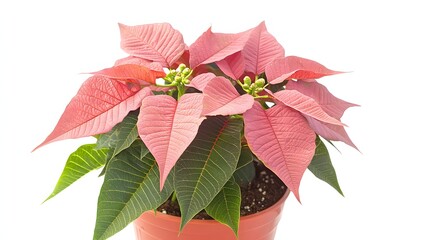 Obraz premium Vibrant Poinsettia Plant with Pink Leaves and Green Foliage in a Decorative Pot