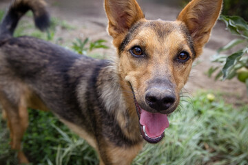Close-up portrait of a female dog without a breed. A cute young female dog looks right toward the camera lens with curiosity, with a green grass background.