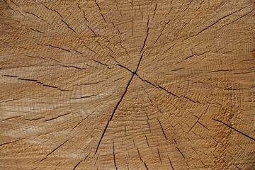 Cross section of a freshly sawn tree (Bavaria, Germany)