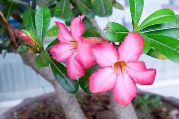 Beautiful Pink Adenium obesum, Desert Rose flower
