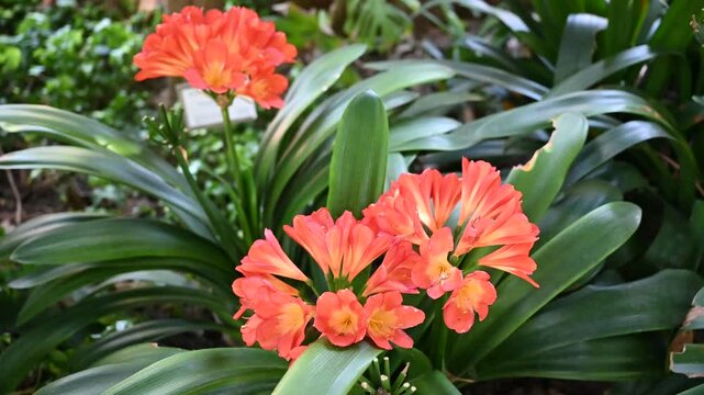 View of bright red clivia flowers in early spring.