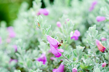 Bee on pink flower sucking the nectar and enjoying the wonderful smell