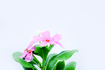 Close-Up of Pink Madagascar Periwinkle Flowers in Bloom