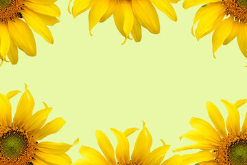 Sunflowers on a yellow background with copy space