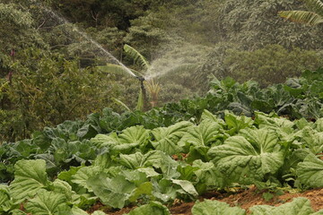 cabbage irrigation (couve)
