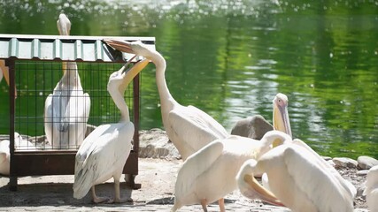 A flock of pink pelicans rests on the shore of a pond. The pelicans stand close together, creating a sense of community.