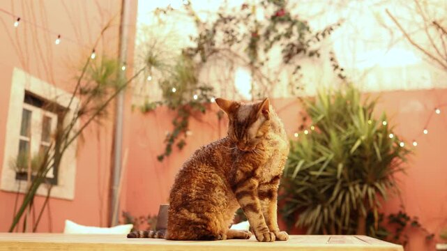 The cat sits on the table in the garden, resting and washing itself. The atmosphere is warm and relaxed. 4k slow motion stock video. 