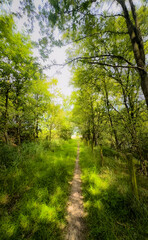 A serene and peaceful trail gracefully winding its way through vibrant trees and lush, soft grass in a tranquil forest