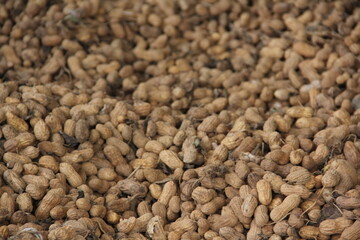 peanut harvest