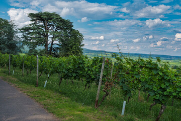 Obraz premium A large cedar tree in the middle of a vineyard in the Rhine Valley under a blue-white sky