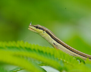 green lizard on a tree