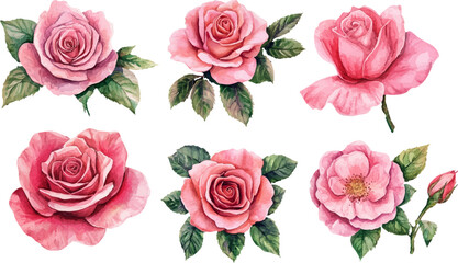 set of roses vector illustration