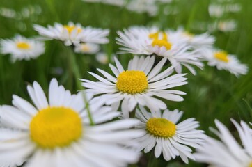 Spring daisies in the grass close up