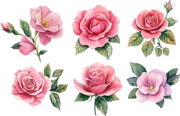 Naklejka premium pink roses on white background