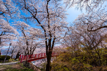 Obraz premium 長野県 春日公園 桜満開の風景