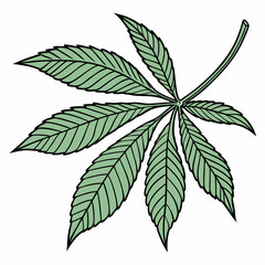 Hand Drawn Green Leaf Isolated Botanical Illustration Of A Horse Chestnut Leaf