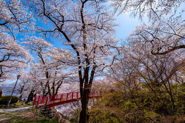 長野県 春日公園 桜満開の風景