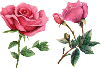 pink roses isolated on white background