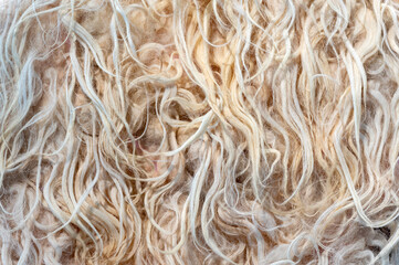 Wild wool creating a soft and delicate background texture