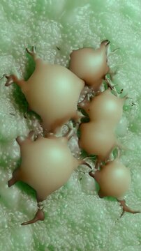 Fat cells, also known as adipocytes, are specialized connective tissue cells responsible for storing energy in the form of triglycerides (fat).