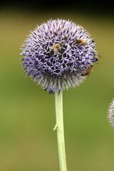 Bienen auf einer Kugeldistel