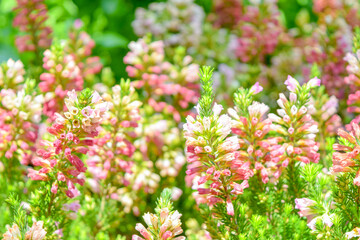 Colorful Erica Flowers Blooming in Garden with Fresh Green Background