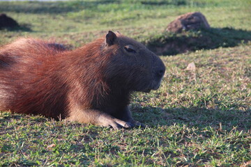 capivara no lago paranoá, em brasilia 
