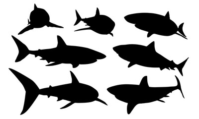 Set of Great White Shark silhouettes. Realistic vector marine cartilaginous fish.