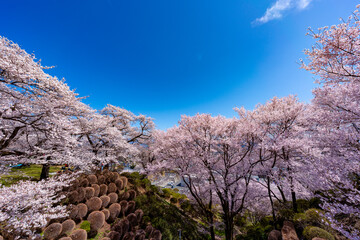 長野県 春日公園 桜満開の風景